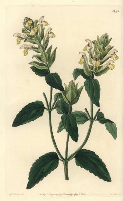 Scutellaire alpine - Sydenham Teast Edwards