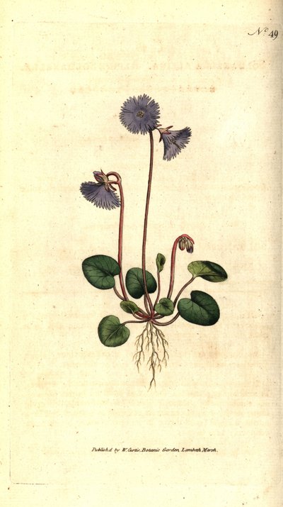 Soldanelle des Alpes - Soldanella alpina - Sydenham Teast Edwards