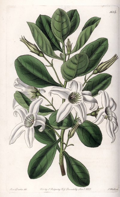 Anthocercis variété, originaire d