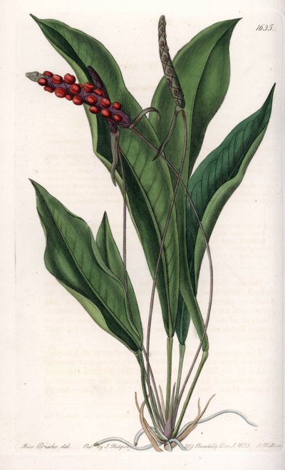 Anthurium gracile - Sydenham Teast Edwards