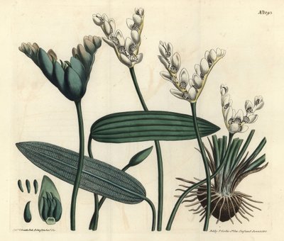 Aponogeton odorant - Sydenham Teast Edwards
