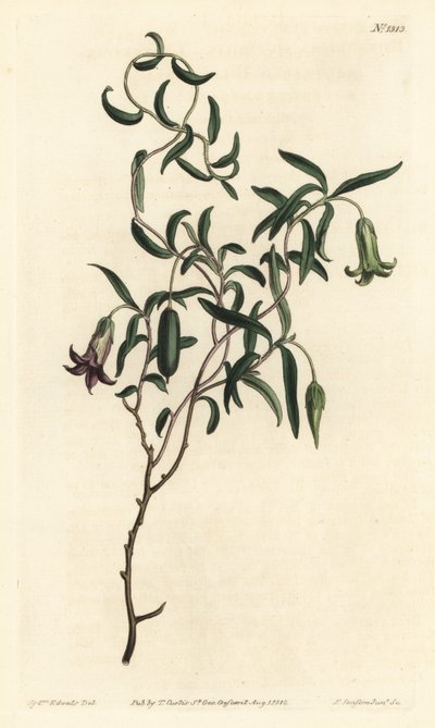 Baie de pomme ou billardiera à fleurs changeantes, Billardiera mutabilis - Sydenham Teast Edwards