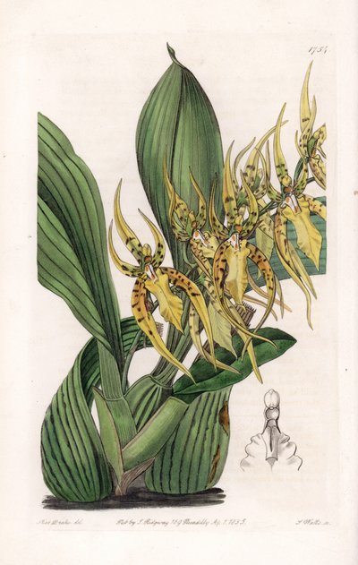 Orchidée araignée - Gravure de S. Watts, d