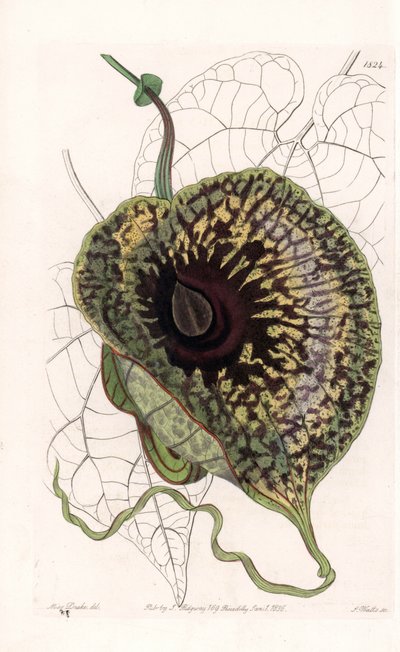 Aristoloche Variete - Gravé par S. Watts, d