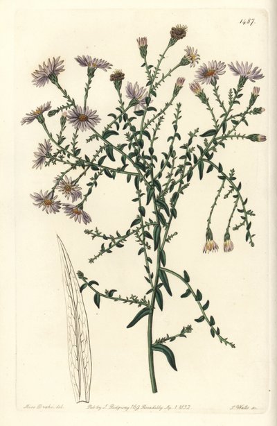 Variété d