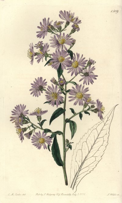 Aster paniculé - Sydenham Teast Edwards