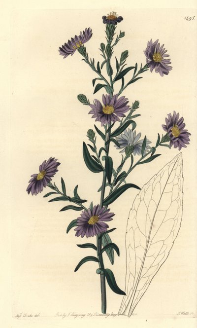 Variété d