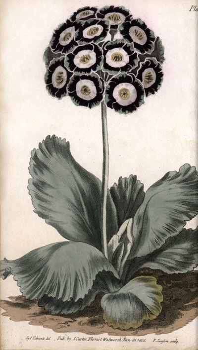 Auricule ou oreille d