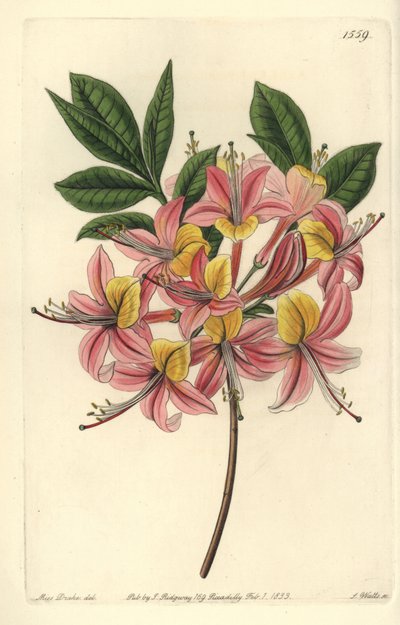 Azalée pontique jaune - Azalée jaune, Rhododendron luteum - Sydenham Teast Edwards