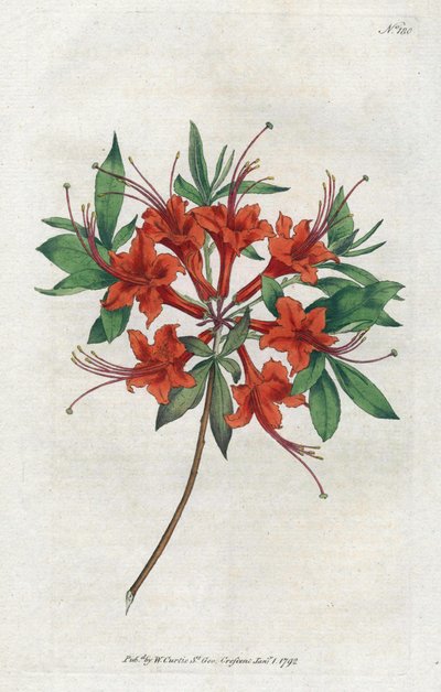 Azalée à fleurs nues (lithographie de Sydenham Edwards, Botanical Magazine de William Curtis) - Sydenham Teast Edwards