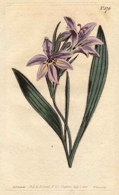 Fleur de babouin parfumée, avec des fleurs lilas pâles. Babiana plicata. Gravure à la main en couleur d