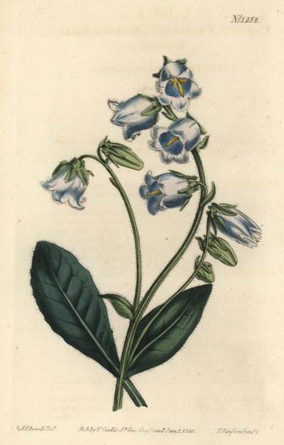 Campanule barbue - Sydenham Teast Edwards