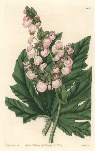 Bégonia à fleurs rose pâle - Sydenham Teast Edwards