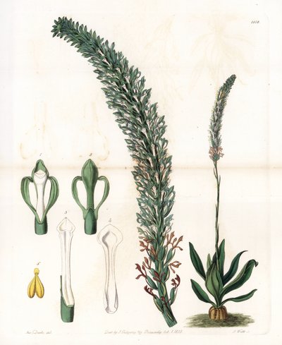 Belle sauroglossum - Sydenham Teast Edwards