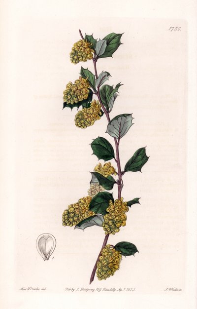 Berberis - Sydenham Teast Edwards