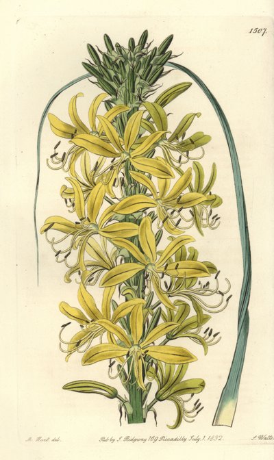 Asphodèle à baies - Asphodeline lutea (Asphodèle jaune de Sibérie, Asphodelus luteus var. sibiricus). Gravure sur cuivre coloriée à la main par S. Watts d