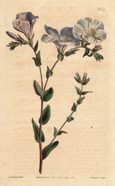Lin bleu et blanc, avec des fleurs bleu pâle, originaire d