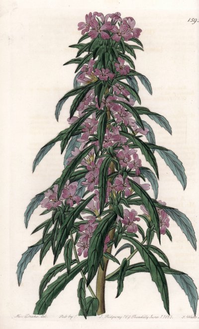 Boisduvalia, épilobe à fleurs denses - Sydenham Teast Edwards