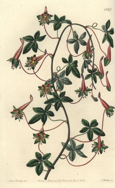 Capucin de Bolivie - Tropaeolum à cinq feuilles, Tropaeolum pentaphyllum. Gravure sur cuivre coloriée à la main par S. Watts d