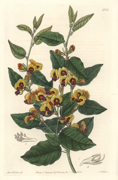 Bossiaea à fleurs de grade, originaire d
