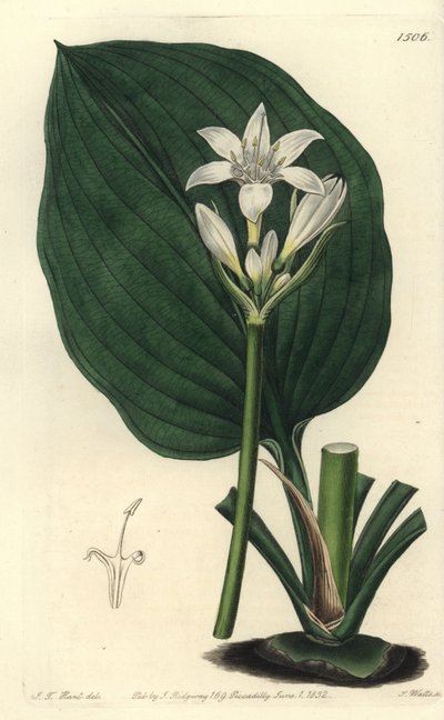 Lys de Brisbane - Sydenham Teast Edwards