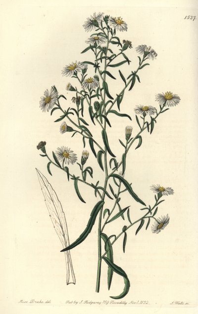 Aster fragile - Sydenham Teast Edwards