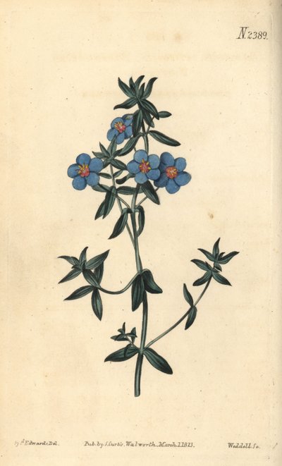 Pimprenelle à larges feuilles, Anagallis latifolia. Gravure à la main par Weddell d