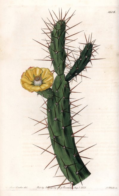 Cactus articulé, variété de figuier de Barbarie - Sydenham Teast Edwards