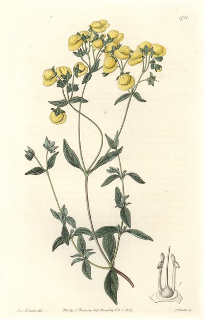 Calceolaire ou petit chausson ou bourse de dame, originaire du Chili - du Botanical Register - Sydenham Teast Edwards