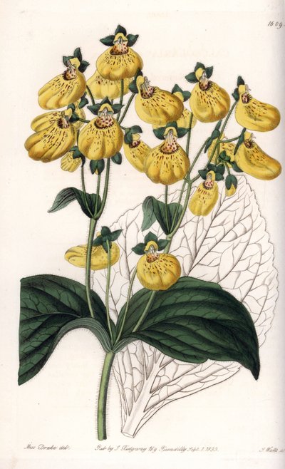 Calceolaire ou petit chausson, avec fleurs jaunes - Sydenham Teast Edwards