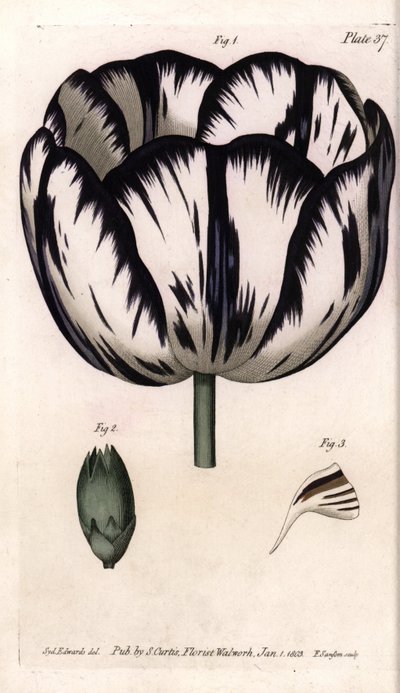 Calice de tulipe et giroflée ou œillet des fleuristes. Gravure sur cuivre coloriée, illustration de Sydenham Edwards (1768-1819) pour les conférences de botanique, jardin botanique de Lambeth (Angleterre) - Sydenham Teast Edwards