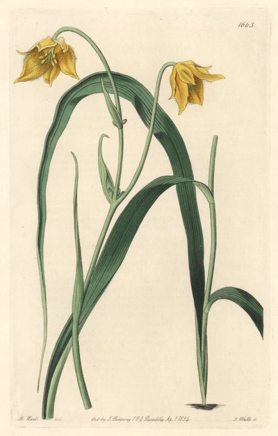 Calochorte à fleurs jaunes - Sydenham Teast Edwards