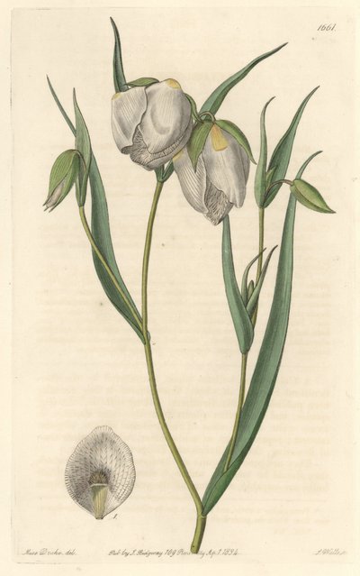 Calochorte (mariposa) ou cyclobothre à fleurs blanches, originaire de Californie - Eau-forte par S. Watts d
