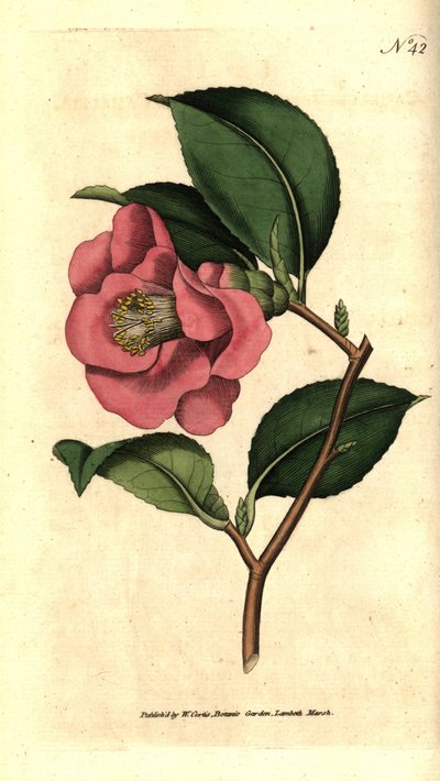 Camélia du Japon - Camellia japonica - Sydenham Teast Edwards