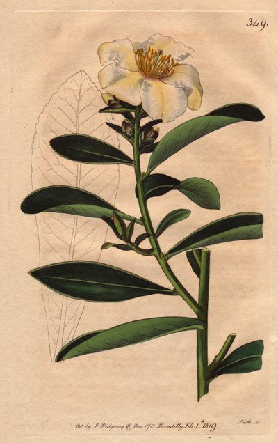 Camélia de Penang, une fleur blanche teintée de jaune - Sydenham Teast Edwards