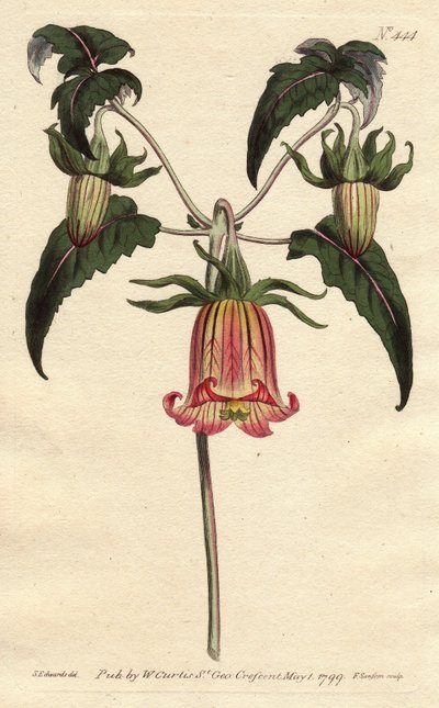 Fleur de cloche des Canaries, avec fleurs jaunes veinées de rose - Sydenham Teast Edwards
