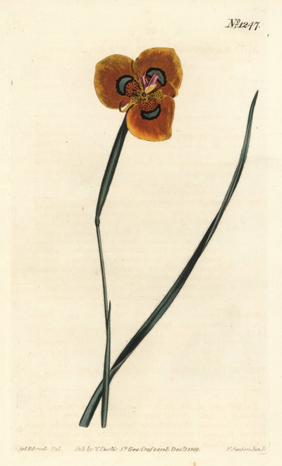 Tulipe du Cap - Moraea orange, Moraea tulbaghensis (Moraea pavonia). Gravure à la main par F. Sansom Jr. d