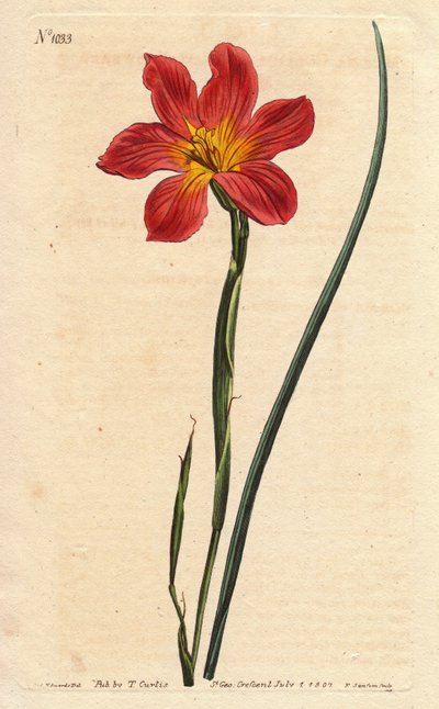 Tulipe du Cap, Homeria collina (Moraea collina) - Sydenham Teast Edwards
