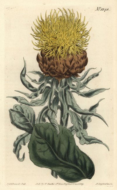 Centaurea à grosse tête - Sydenham Teast Edwards