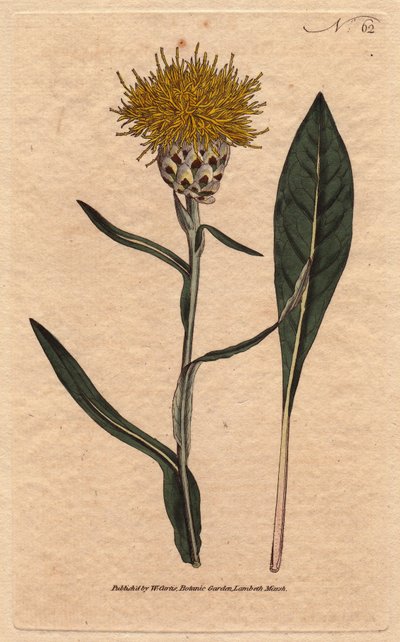 Centaurea à feuilles de pastel - Sydenham Teast Edwards