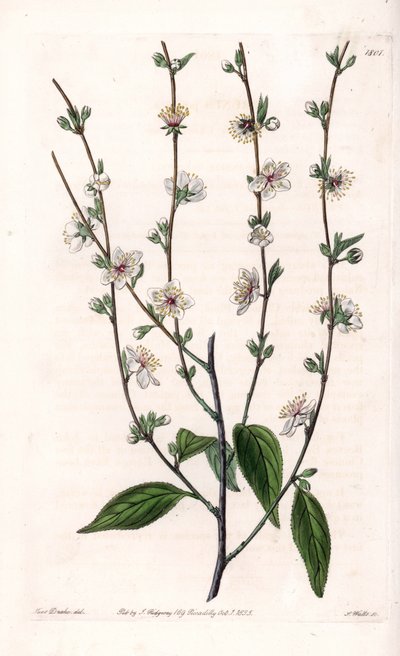 Cerisier - Gravure par S.Watts, d