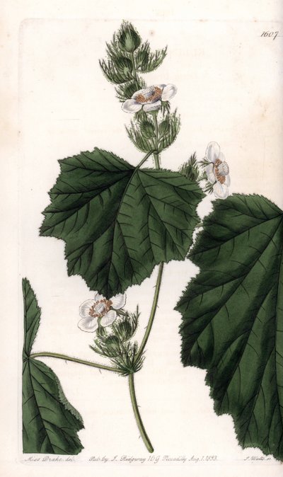 Vigne châtaigne - Sydenham Teast Edwards