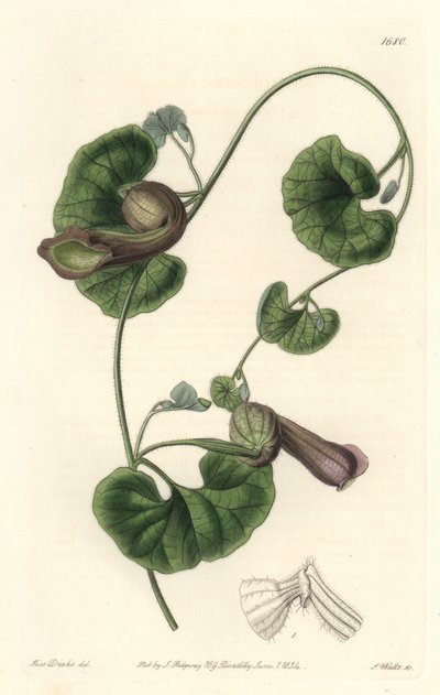 Aristoloche chilienne ou oreilles de renard - du Botanical Register - Sydenham Teast Edwards
