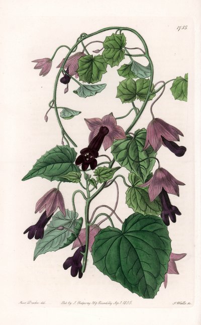 Chapeau chinois - Gravure par S. Watts d