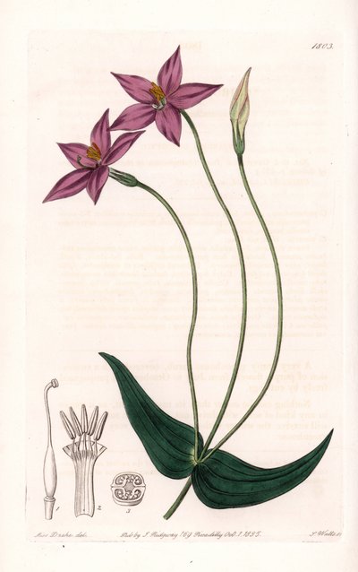 Chironia Variete - Planche gravée par S. Watts, d