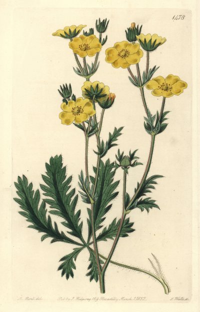 Potentille dressée - Potentilla laciniosa. Gravure à la main en couleur par S. Watts d