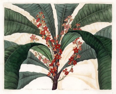 Clavija Variety - du Botanical Register de Sydenham Edwards - Sydenham Teast Edwards