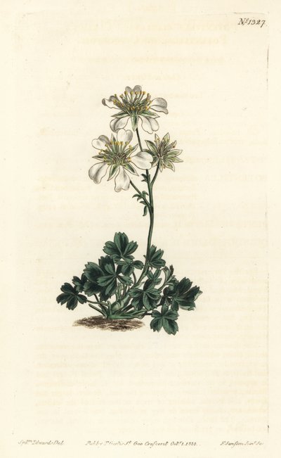 Potentille de Clusius - Sydenham Teast Edwards