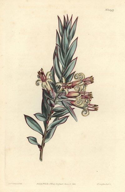 Styphelia à fleurs groupées, Styphelia triflora. Gravure à la main en cuivre par F. Sansom Jr. d