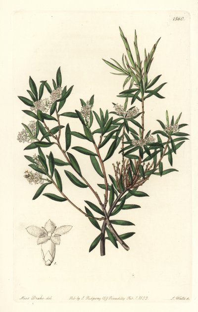 Leucopogon parviflorus. Gravure en cuivre colorée par S. Watts d
